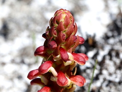 Disa pygmaea