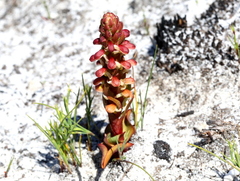 Disa pygmaea