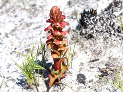 Disa pygmaea