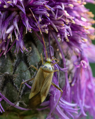 Adelphocoris quadripunctatus