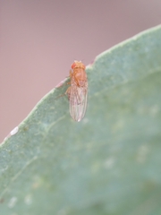 Drosophila immigrans