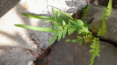 Pteris vittata