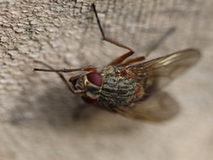 Muscina stabulans