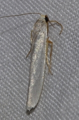 Eilema interpositella