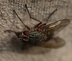 Muscina stabulans