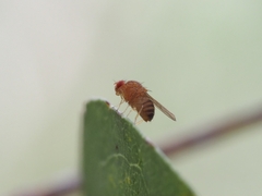 Drosophila immigrans