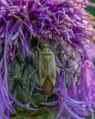 Adelphocoris quadripunctatus