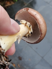 Stropharia rugosoannulata