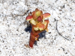 Disa pygmaea