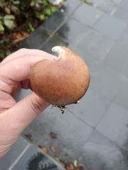 Stropharia rugosoannulata