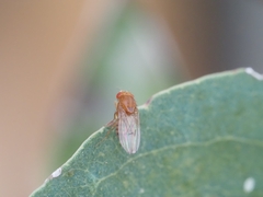 Drosophila immigrans