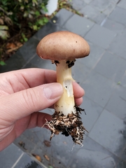 Stropharia rugosoannulata