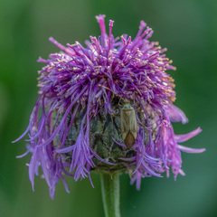 Adelphocoris quadripunctatus