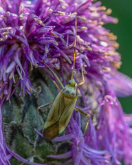 Adelphocoris quadripunctatus