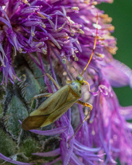 Adelphocoris quadripunctatus