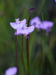 Utricularia uniflora