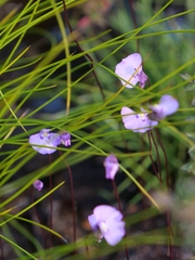 Utricularia uniflora