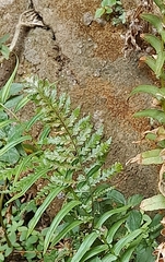 Diplazium esculentum