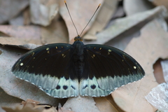 Lexias pardalis jadeitina