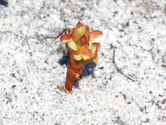 Disa pygmaea