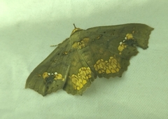 Lopharthrum comprimens