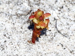 Disa pygmaea