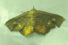 Lopharthrum comprimens