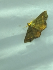 Lopharthrum comprimens