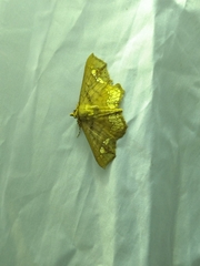 Lopharthrum comprimens