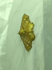 Lopharthrum comprimens