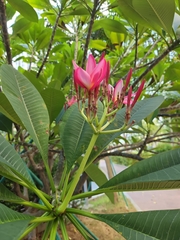 Plumeria rubra