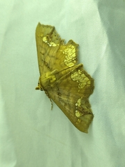 Lopharthrum comprimens