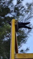 Corvus coronoides coronoides