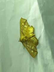 Lopharthrum comprimens