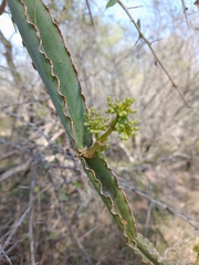 Cissus cactiformis