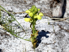 Disa sabulosa