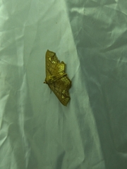 Lopharthrum comprimens