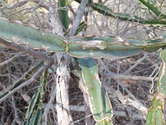 Cissus cactiformis