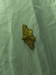 Lopharthrum comprimens