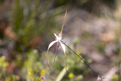 Caladenia venusta