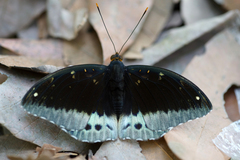 Lexias pardalis jadeitina