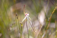Caladenia venusta