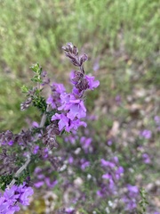 Prostanthera