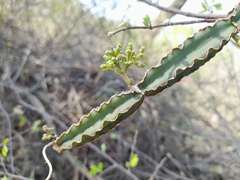 Cissus cactiformis