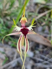 Caladenia parva