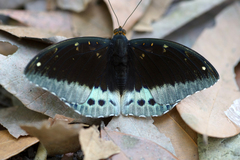 Lexias pardalis jadeitina