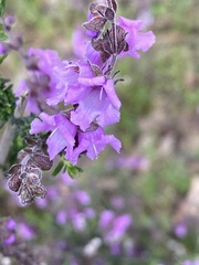 Prostanthera