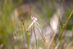 Caladenia venusta