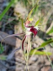 Caladenia parva