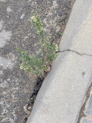 Erigeron canadensis